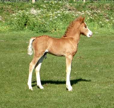 coltfoal1